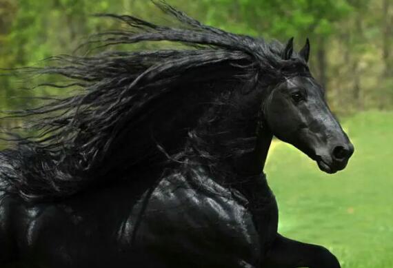 الحصان الأسود الفحل