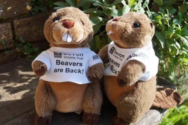 Adopt-a-Beaver scheme to help raise funds for the River Otter Beaver Trial