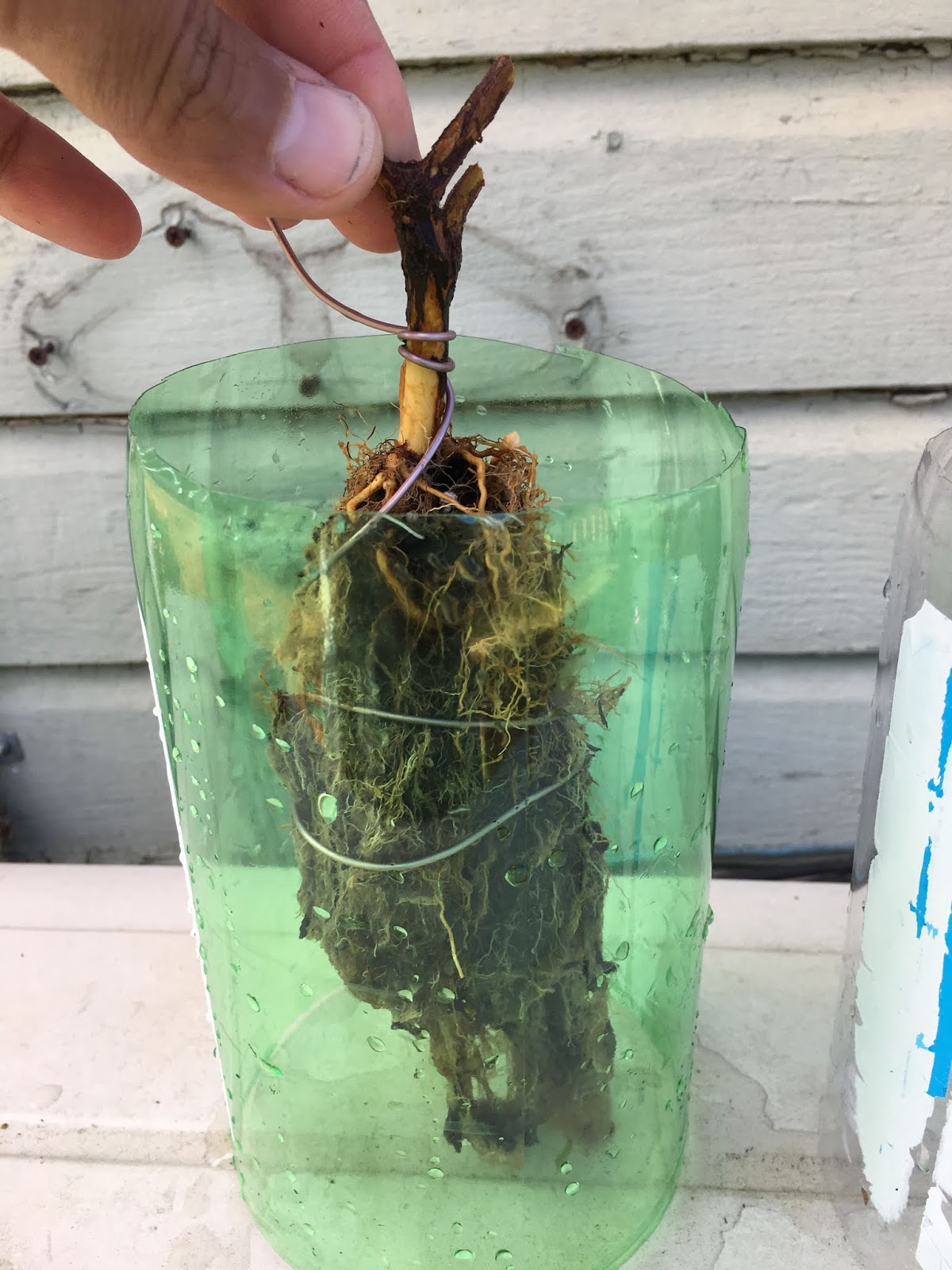 Bonsai Victor: Neagari Azalea - Exposed Root Style Azalea