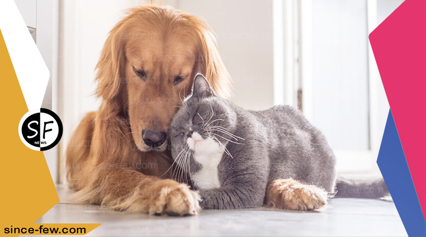 Learn The Difference Between Dogs and Cats, and Which One is Right For You