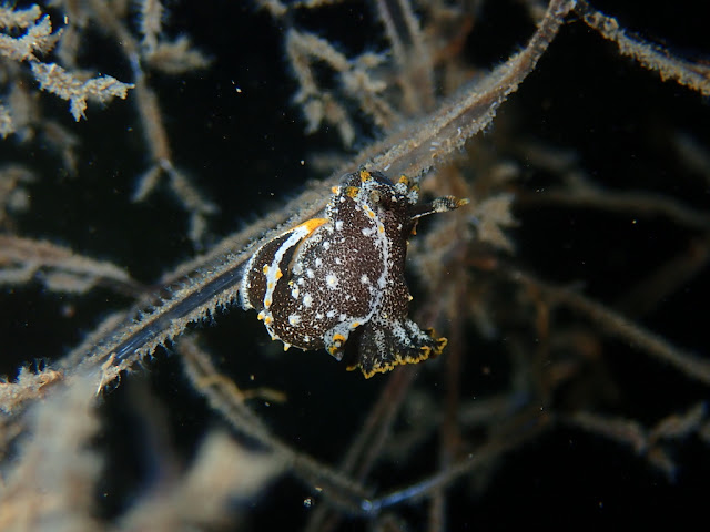 Polycera hedgpethi Polycera hedgpethi