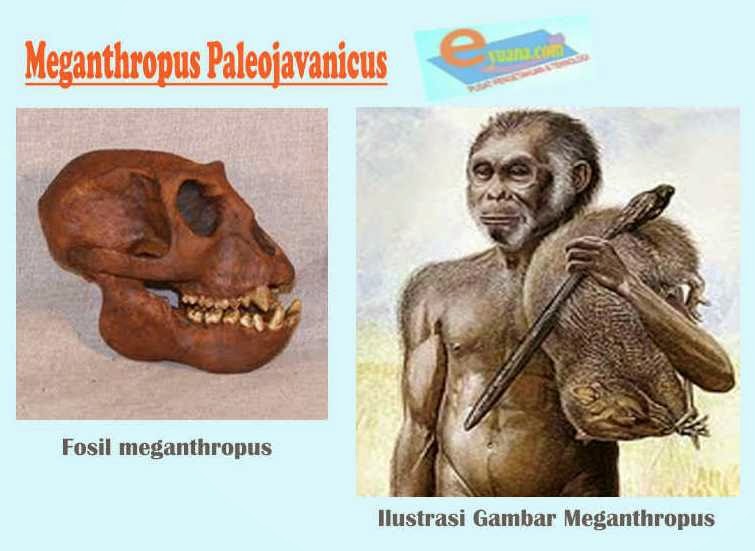 Salah satu jenis manusia purba di indonesia adalah meganthropus palaeojavanicus. manusia purba tersebut mempunyai ciri