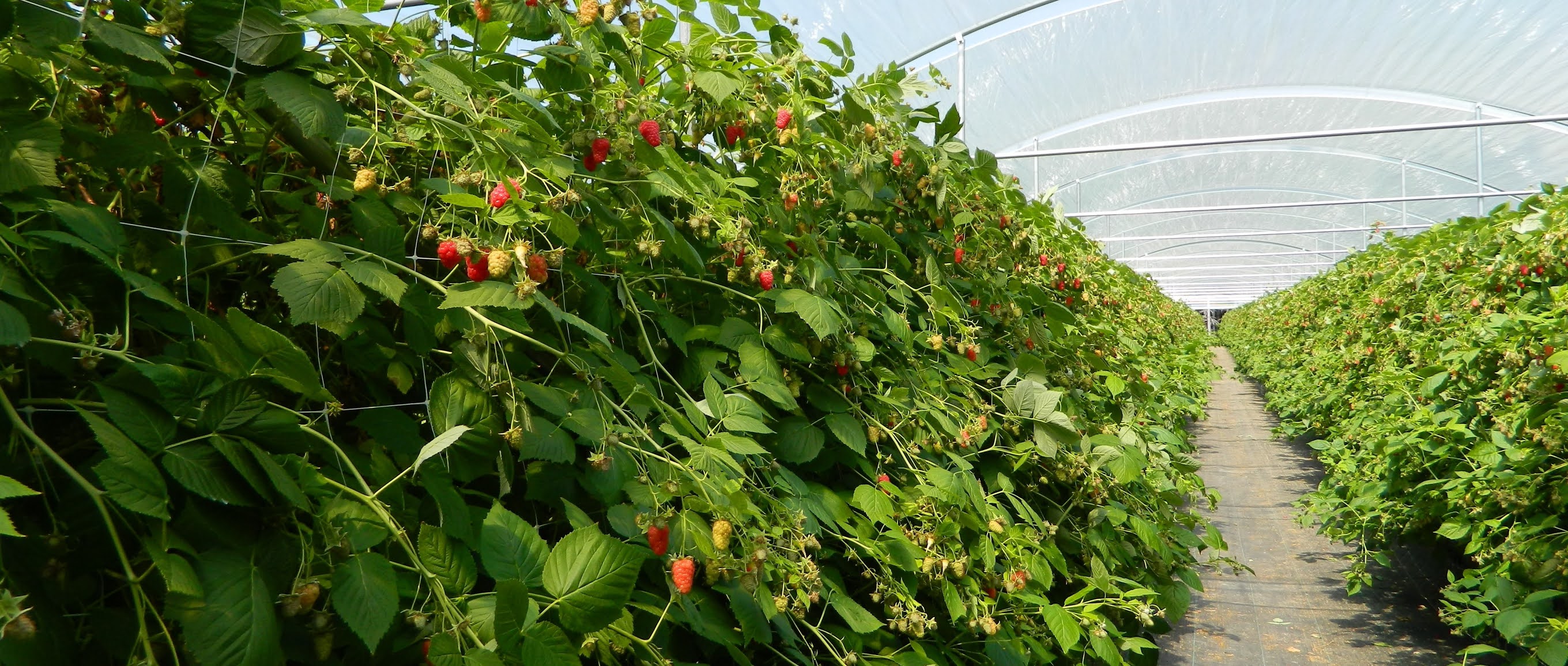New Guide to Growing High Tunnel Raspberries The Drummer and The