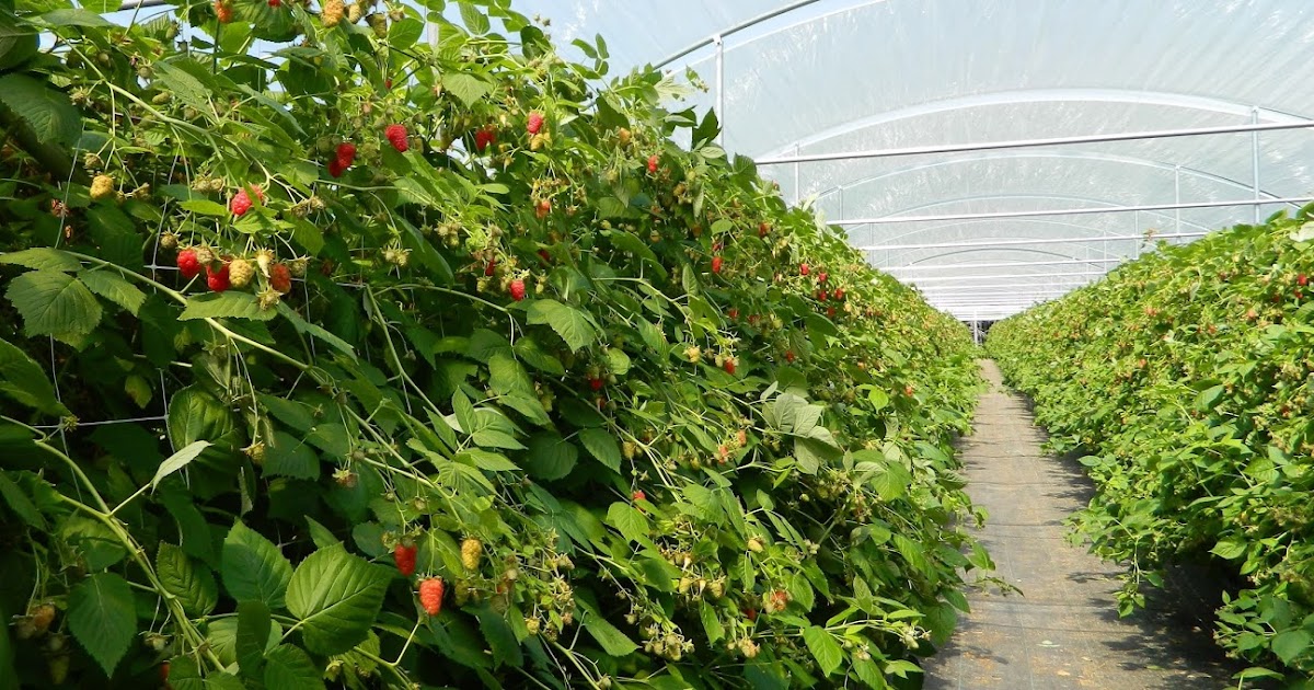 New Guide to Growing High Tunnel Raspberries