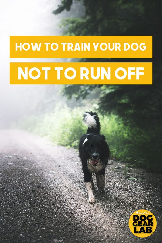 Dog Brain Train how to train your dog not to run off
