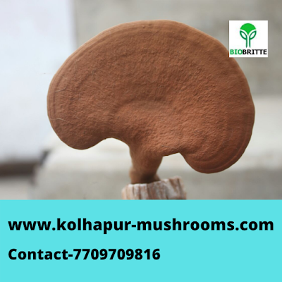 Scope Of Ganoderma Mushroom