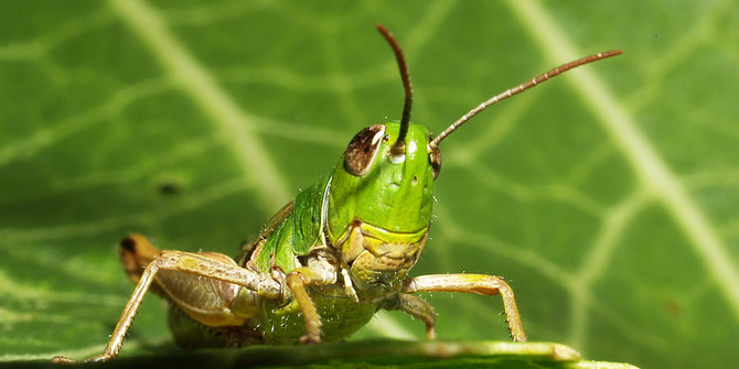 Belalang Hijau
