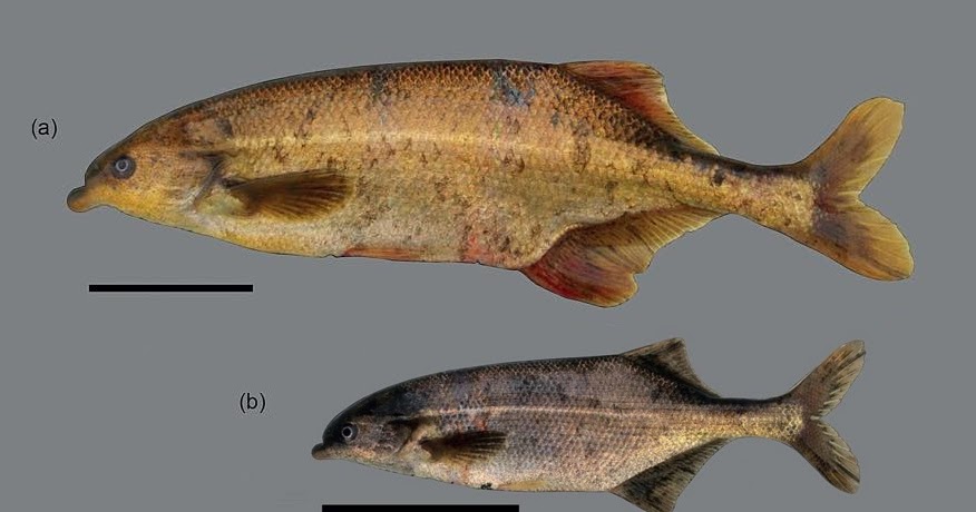 Species New to Science [Ichthyology • 2016] Marcusenius desertus • A