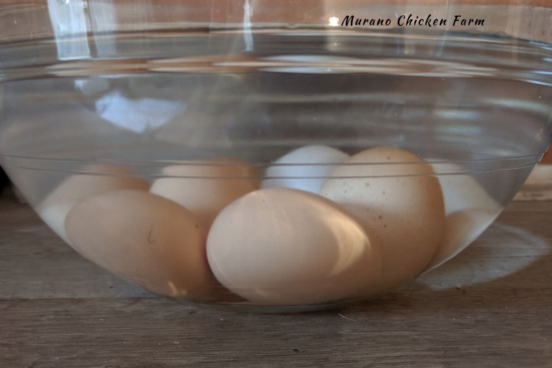 How to float test eggs Murano Chicken Farm