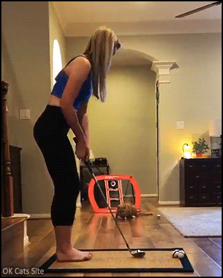 Funny Cat GIF • Agile cat catching the ball when its human plays indoor golf. GOTCHA! Funny Cat GIF • Agile cat catching the ball when its human plays indoor golf. GOTCHA!