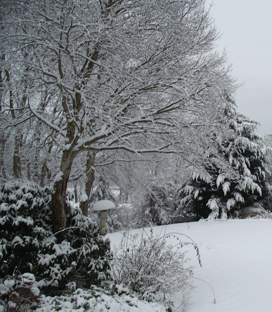 A wintery scene with trees covered in snow.