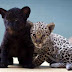 Νεογέννητα Jaguars στο ζωολογικό πάρκο Βερολίνου