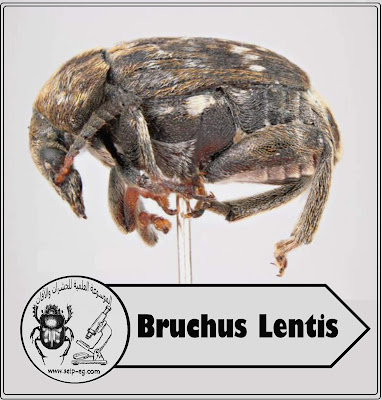 خنفساء العدس Bruchus Lentis