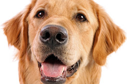 Dog Face Raising a super dog: working dog face