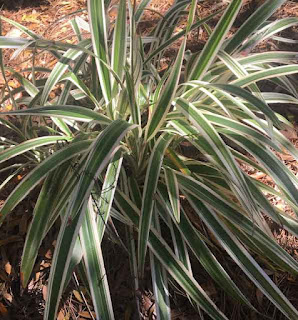 Daniella tasmanica Daniella tasmanica