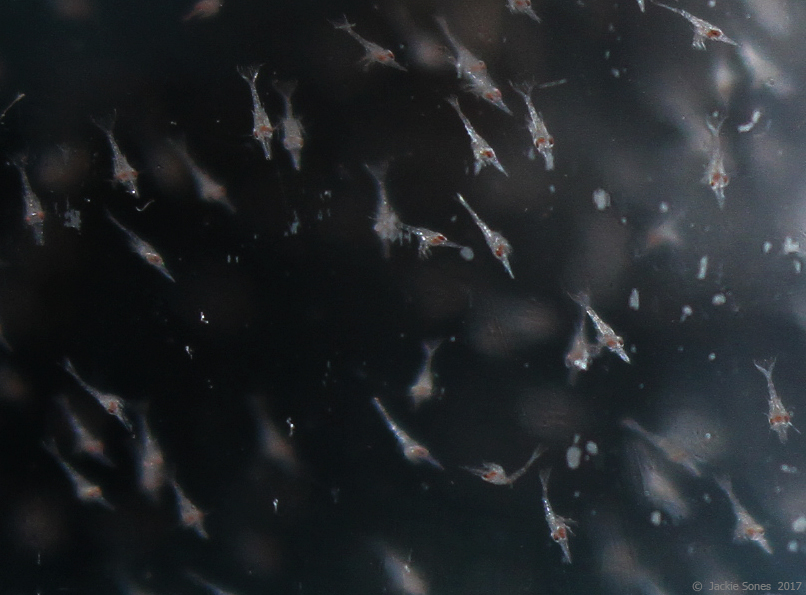 The Natural History of Bodega Head Pelagic Red Crab zoea!