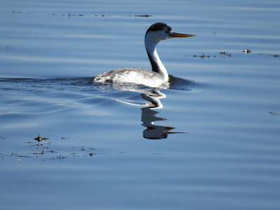 Tule Lake National Wildlife Refuge California