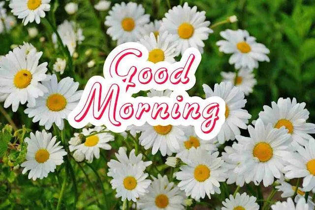 Good Morning Image hd download and share with your friends and family members on facebook and whatsapp for wish very good morning