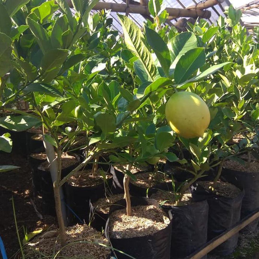 Bibit jeruk lemon california import hasil cangkok cepat berbuah Sukabumi