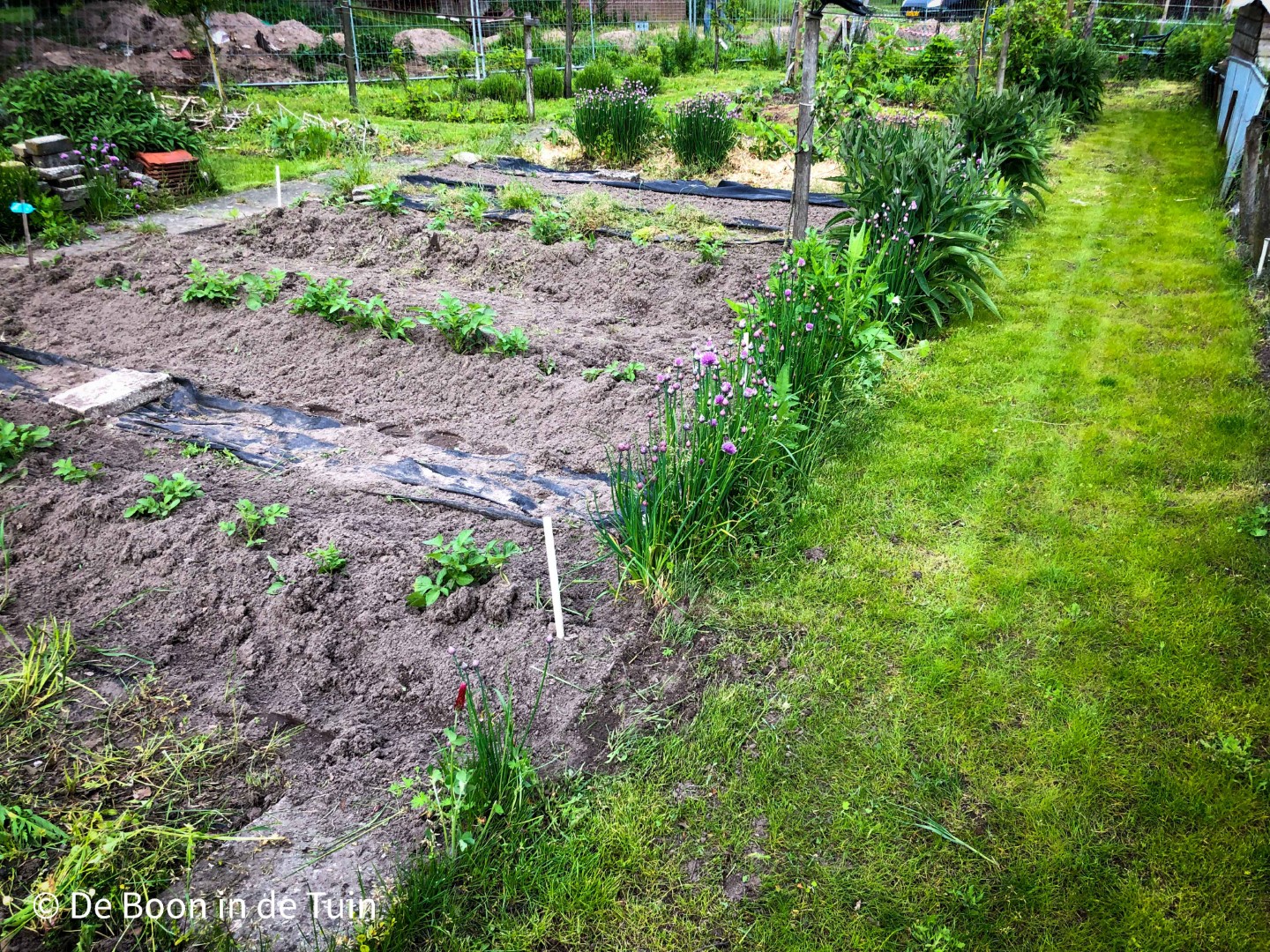 moestuin juni volkstuin zomer bloei