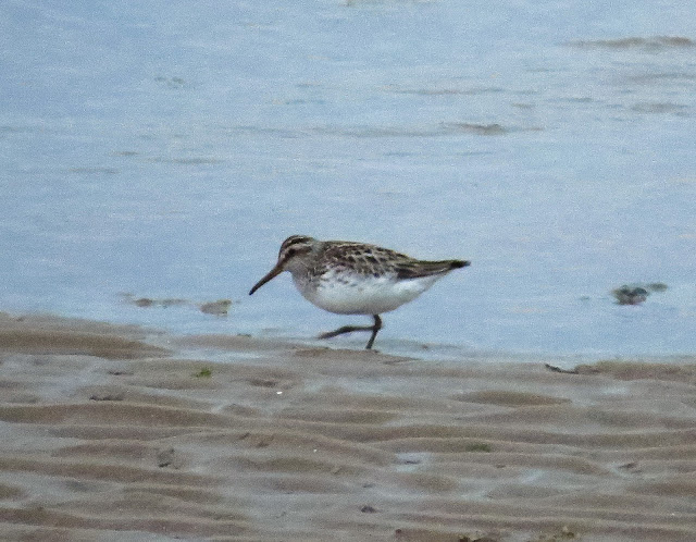 Broad-billed Sandpiper - Kimnel Bay