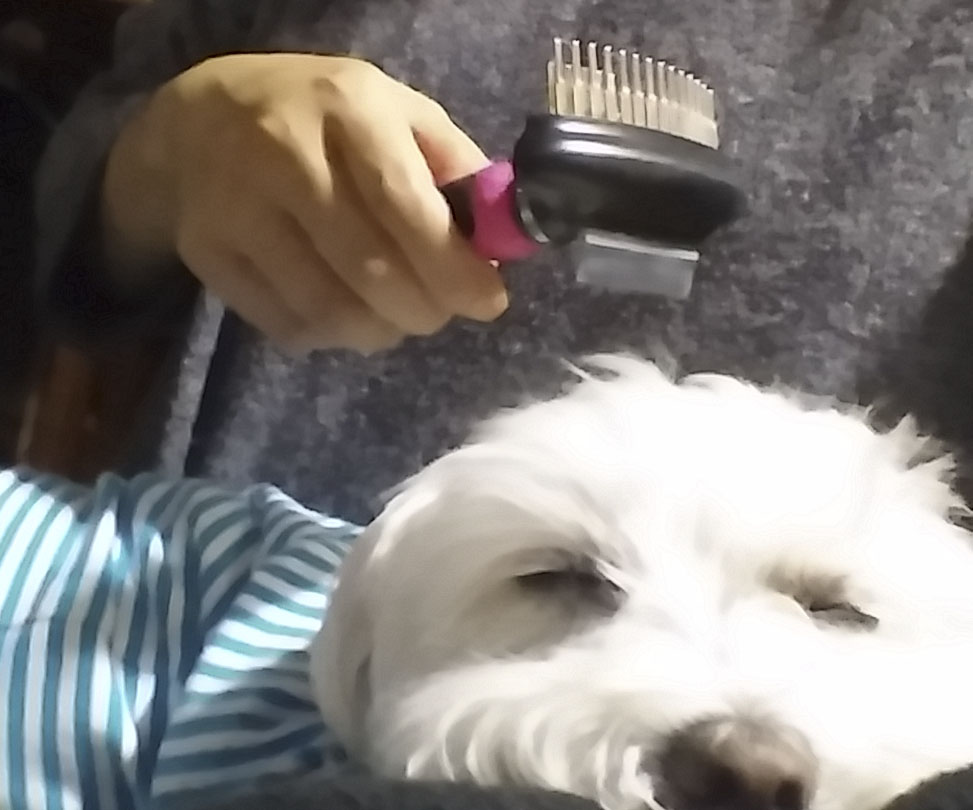 The Roving Reviewer Shed Ninja 2in1 Dog and Cat Shedding Brush Review