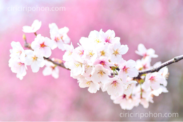 Ciri Ciri Pohon Sakura