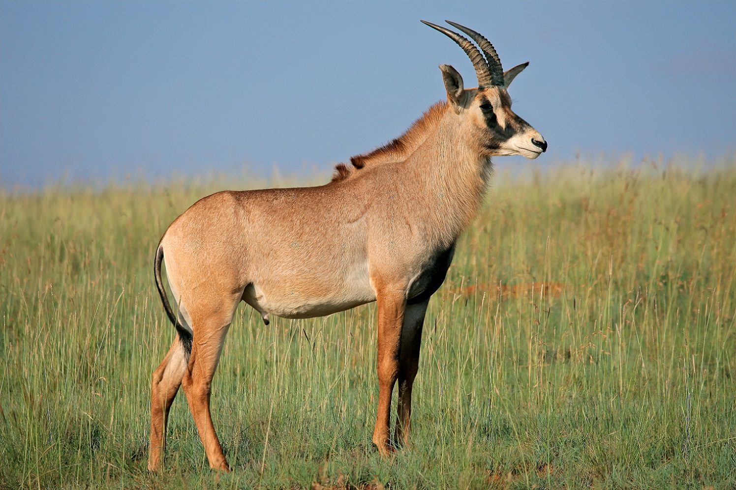 Карликовая антилопа сканворд. Антилопа Роан. Роан животное. Roan Namibian Antelope. Лошадиная антилопа.