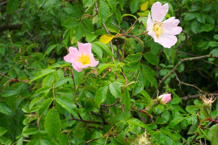 Plants, insects and animals Dog rose