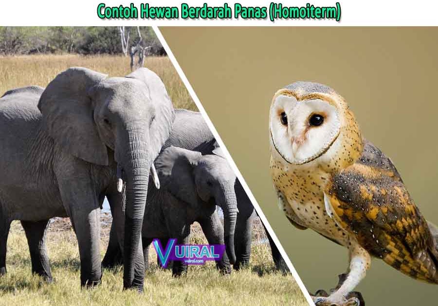 Pengertian Dan Contoh Hewan Berdarah Panas Homoiterm Vuiral