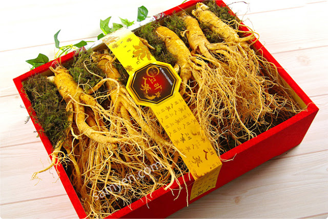 [Image: nhan-sam-tuoi-han-quoc-1.jpg]