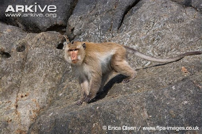 crab eating macaque