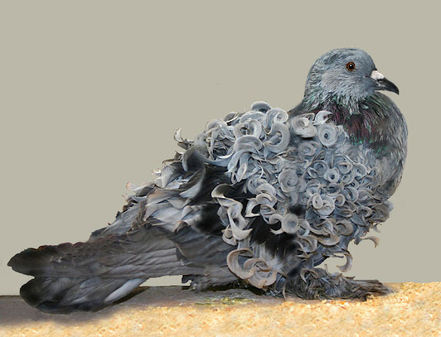 Необычный голубь с кудряшками
