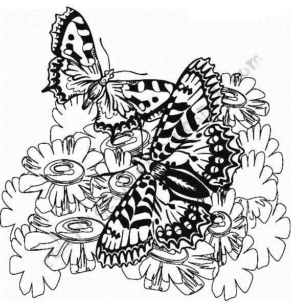 label butterfly coloring pages - photo #32