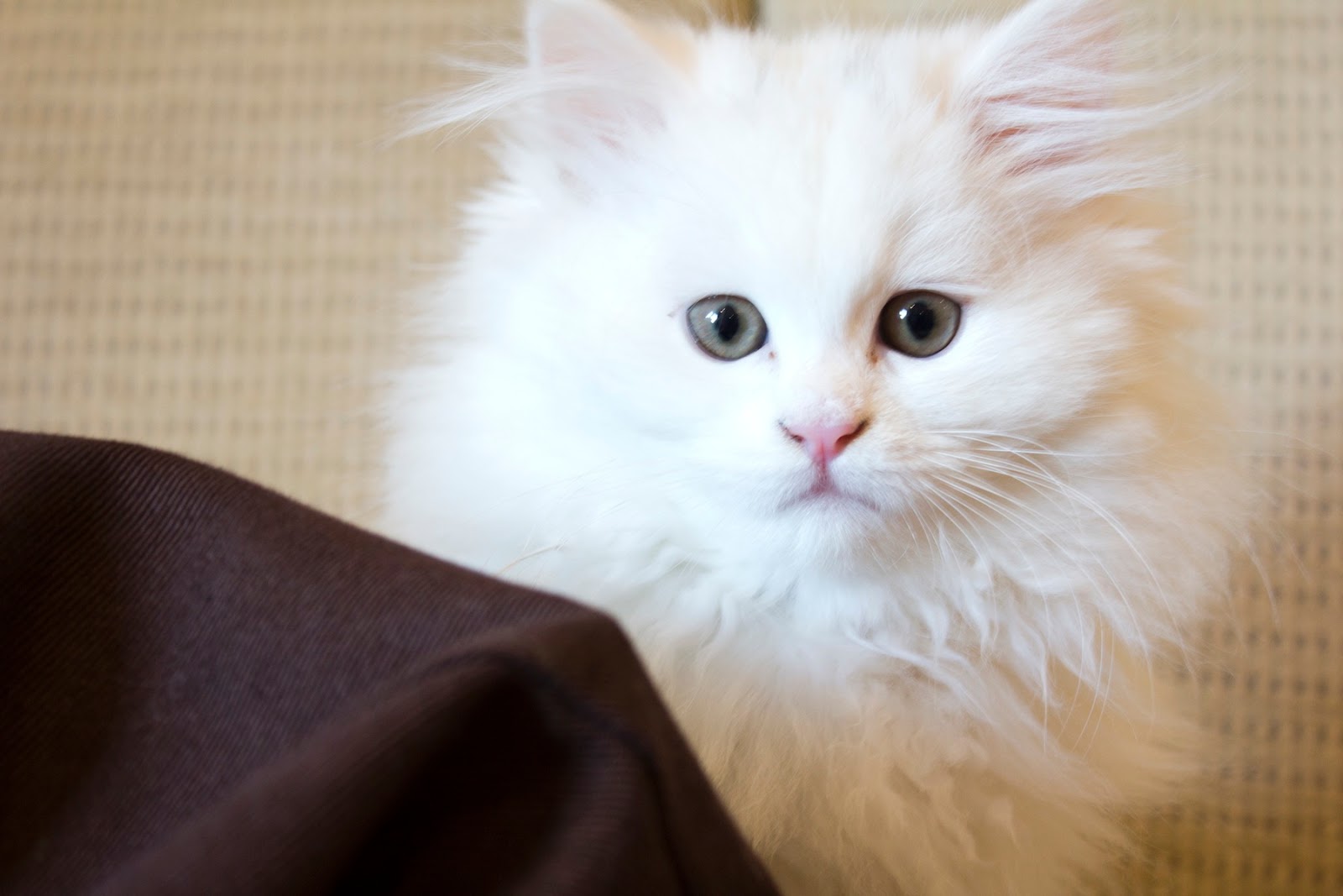 30 Gambar Jenis Kucing Anggora Beserta Harganya  Berita Jujur