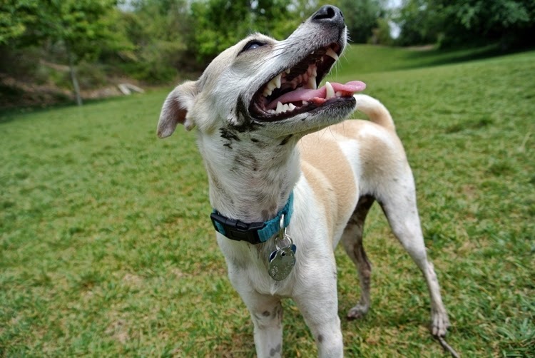 happy dog smile