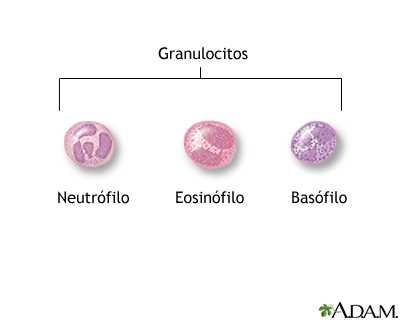 Normales sus basofilos y valores