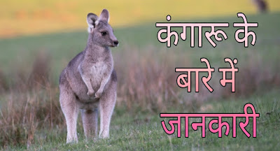 Kangaroo Facts In Hindi