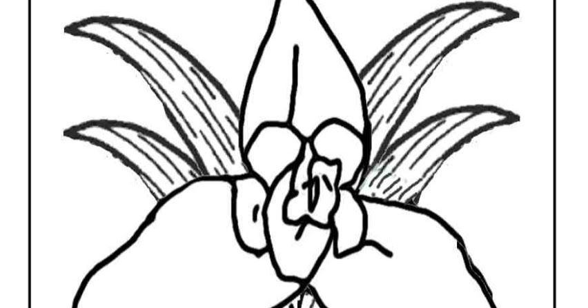 National Symbol Monja Blanca White Nun Flower Coloring Page - Reverasite