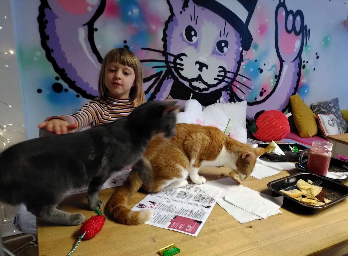 Mog on the Tyne Newcastle Cat Cafe Review North East Family Fun
