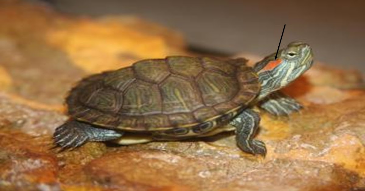 Biomimicry Selangor The journey of a turtle Turtle's Anatomy Ears