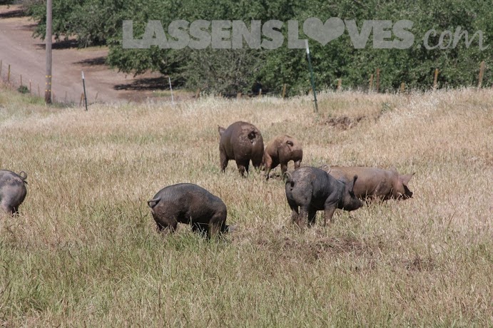 lassensloves.com, Lassen's, Lassens, Burroughs+Family+Farm