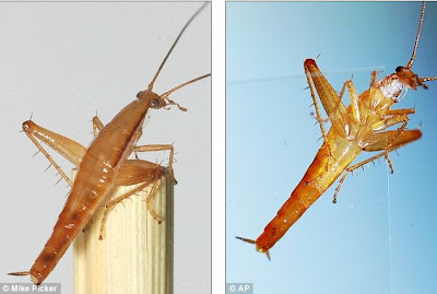 Jumping -roach แมลงสาบสายพันธ์ใหม่ในโลก กระโดดได้เหมือนตั๊กแตน! | Dek-D.com