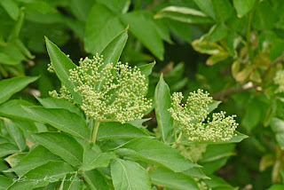Holunderbeerblüten