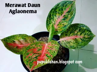 Kurang Berkilau Begini Cara Merawat Daun Aglaonema Agar Mengkilap Alami Dan Indah Pupuk Lahan