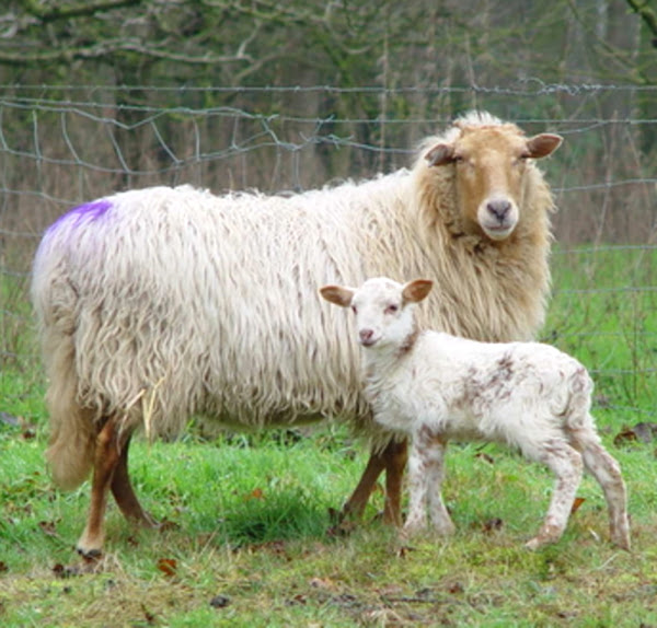 drenthe heath sheep, about drenthe heath sheep, drenthe heath sheep appearance, drenthe heath sheep breed, drenthe heath sheep breed info, drenthe heath sheep breed facts, drenthe heath sheep care, caring drenthe heath sheep, drenthe heath sheep color, drenthe heath sheep characteristics, drenthe heath sheep development, drenthe heath sheep ewes, drenthe heath sheep facts, drenthe heath sheep for meat, drenthe heath sheep for vegetation management, drenthe heath sheep history, drenthe heath sheep horns, drenthe heath sheep info, drenthe heath sheep images, drenthe heath sheep lambs, drenthe heath sheep meat, drenthe heath sheep origin, drenthe heath sheep photos, drenthe heath sheep pictures, drenthe heath sheep rarity, raising drenthe heath sheep, drenthe heath sheep rearing, drenthe heath sheep size, drenthe heath sheep temperament, drenthe heath sheep tame, drenthe heath sheep uses, drenthe heath sheep varieties, drenthe heath sheep weight, drenthe heath sheep wool