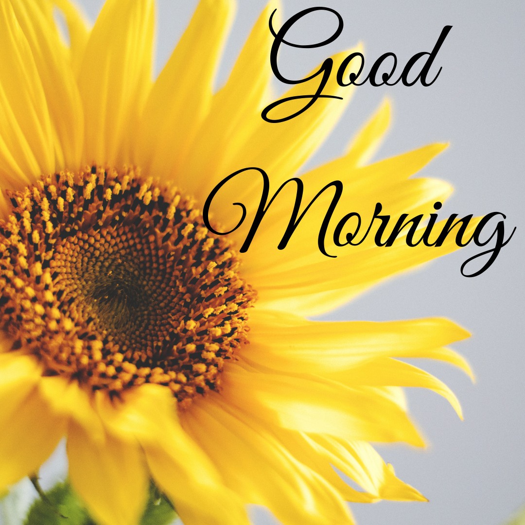 free goodmorning image- Download Free Good Morning images