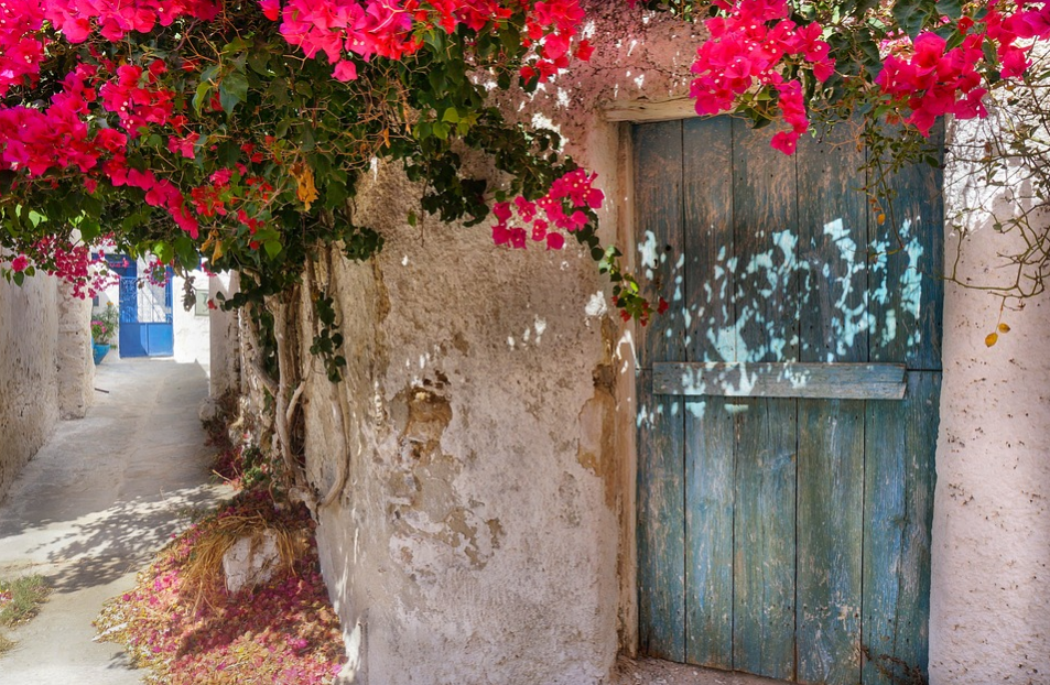 Bougainvillea is a vines that can bloom continuously all the time