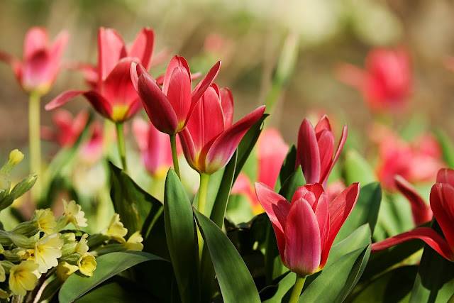 Tulip word Originates from the Turkish word and the national flower Netherlands.