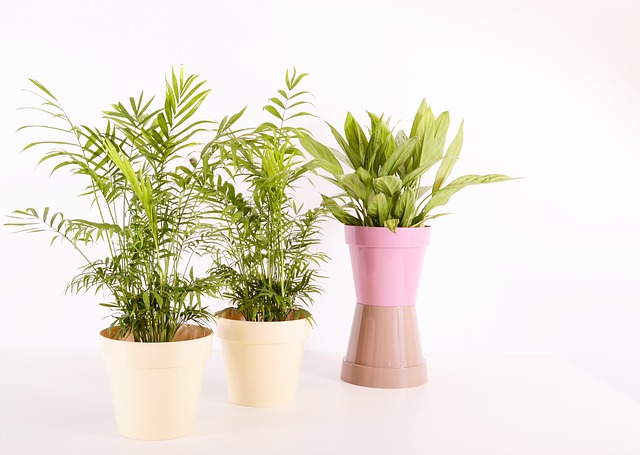 indoor plants